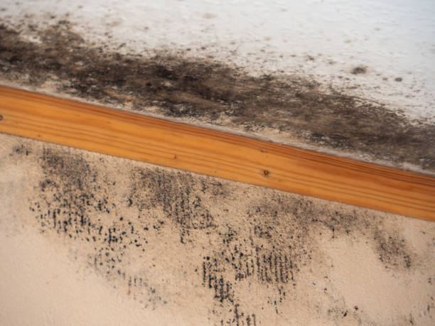 Professional Mold Removal in Raeford, NC