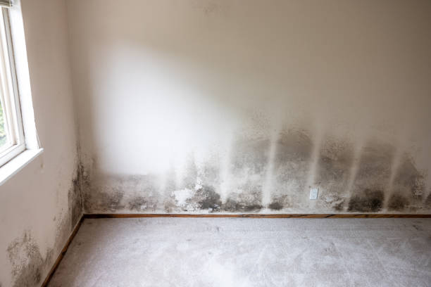 Best Mold Remediation for Healthcare Facilities  in Raeford, NC